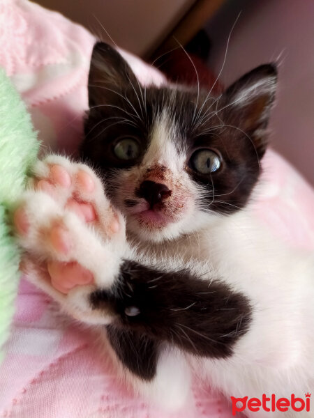 Tuxedo (Smokin) Kedi, Kedi  Üzüm fotoğrafı