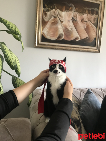 Tuxedo (Smokin) Kedi, Kedi  Leydi fotoğrafı