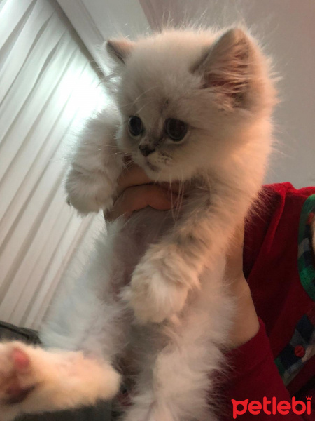 Chinchilla, Kedi  Roma fotoğrafı