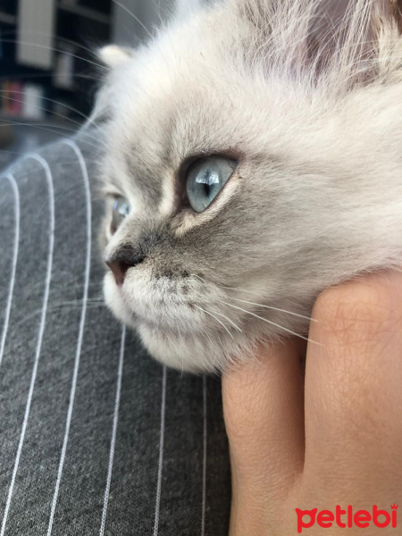 Chinchilla, Kedi  Roma fotoğrafı