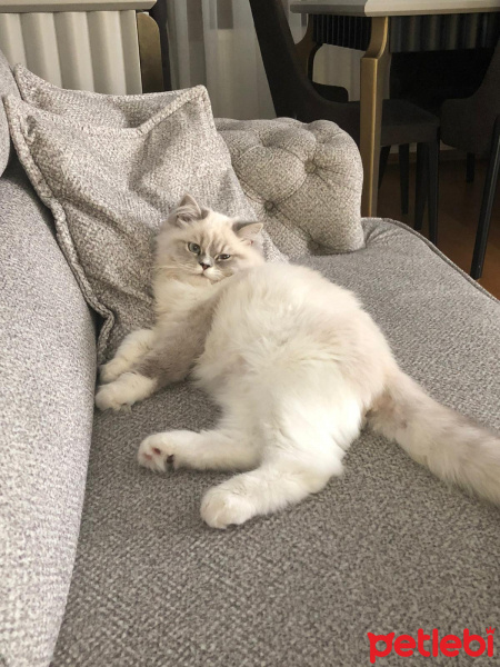 Chinchilla, Kedi  Roma fotoğrafı