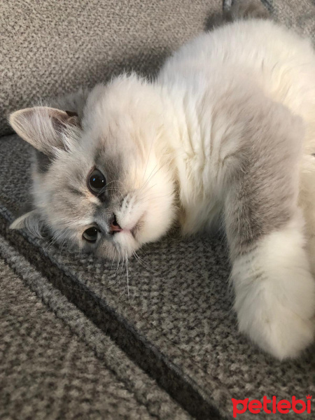 Chinchilla, Kedi  Roma fotoğrafı