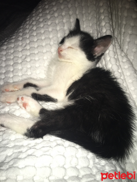 Tuxedo (Smokin) Kedi, Kedi  Derin fotoğrafı
