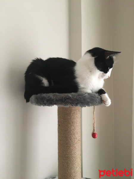 Tuxedo (Smokin) Kedi, Kedi  Derin fotoğrafı