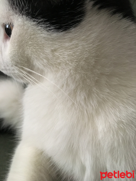 Tuxedo (Smokin) Kedi, Kedi  Derin fotoğrafı