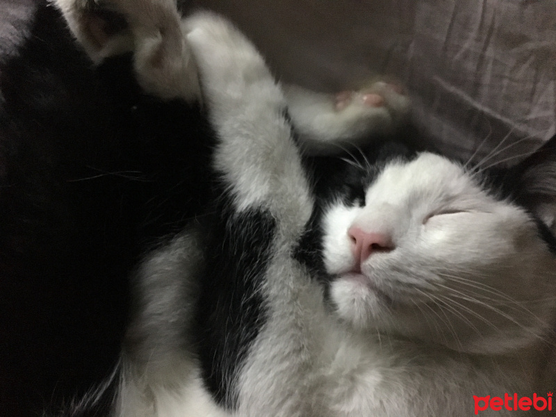 Tuxedo (Smokin) Kedi, Kedi  Derin fotoğrafı