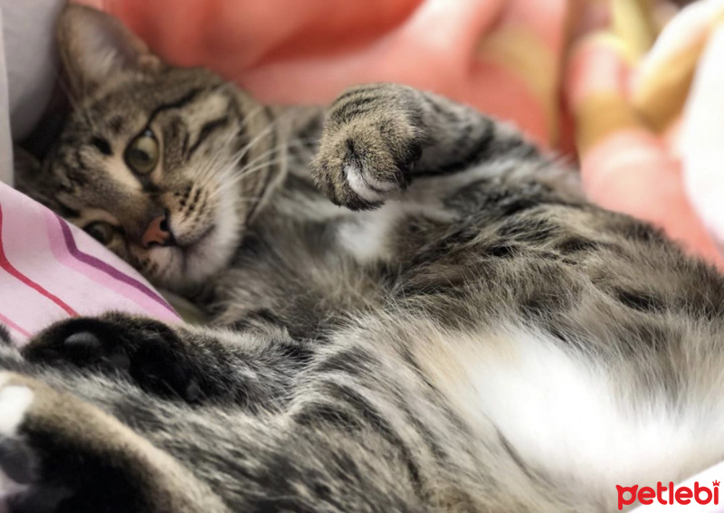 Tekir Kedi, Kedi  Boncuk fotoğrafı