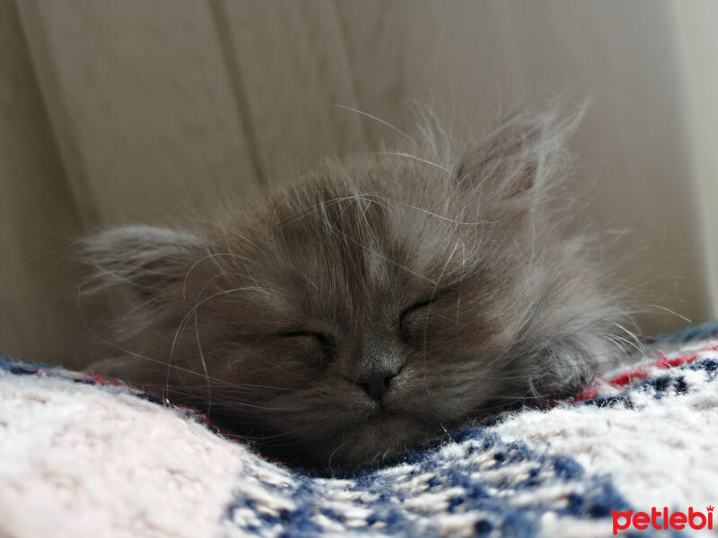 Chinchilla, Kedi  Yoda fotoğrafı