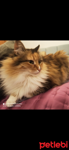 Maine Coon, Kedi  Willow fotoğrafı