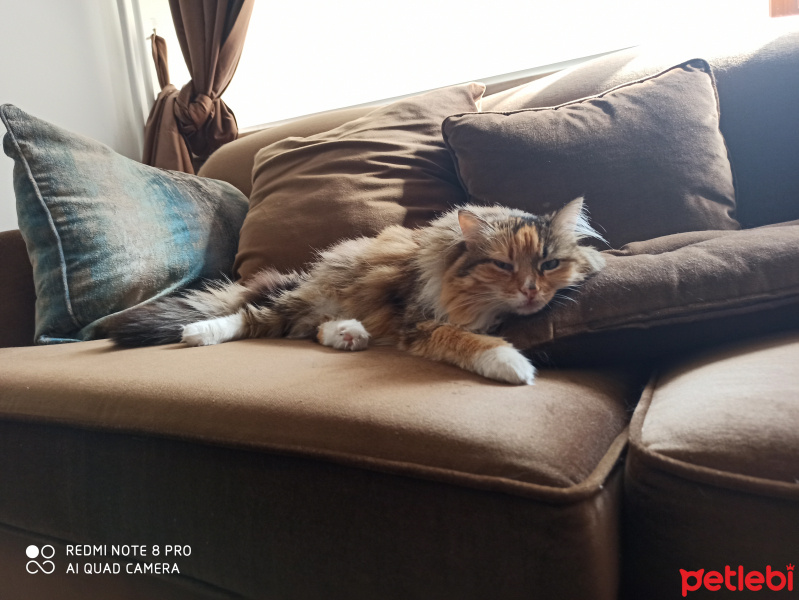 Maine Coon, Kedi  Willow fotoğrafı