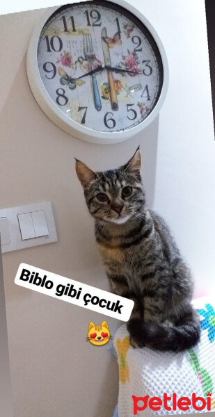 Tekir Kedi, Kedi  Kontes fotoğrafı