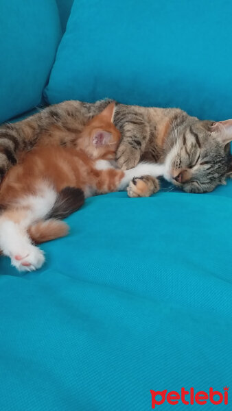 Tekir Kedi, Kedi  Kontes fotoğrafı