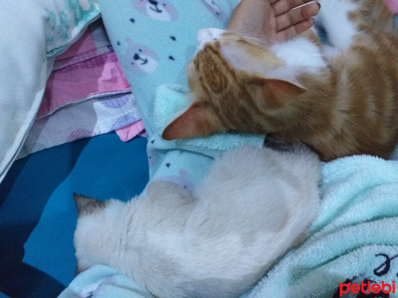 Siyam Kedisi, Kedi  Nazlı fotoğrafı