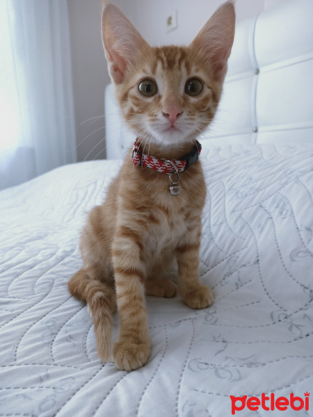 Tekir Kedi, Kedi  Mia fotoğrafı