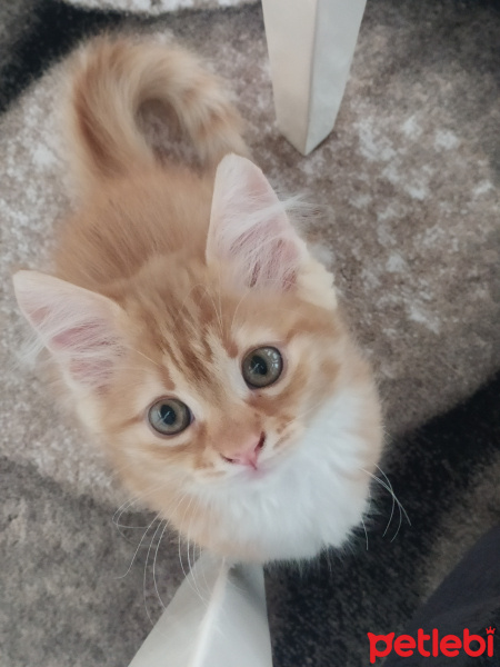Soke, Kedi  Turşu fotoğrafı
