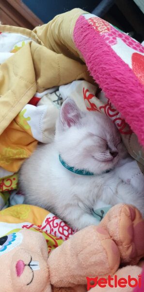 British Shorthair, Kedi  Magnus fotoğrafı