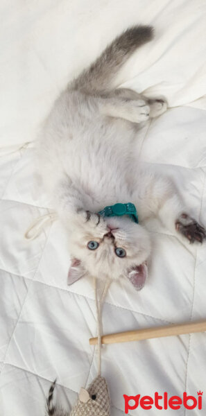 British Shorthair, Kedi  Magnus fotoğrafı