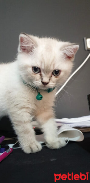 British Shorthair, Kedi  Magnus fotoğrafı