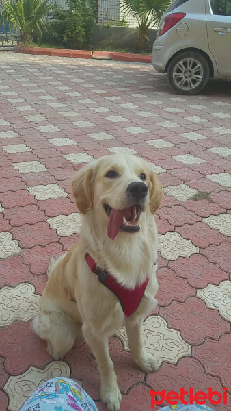 Golden Retriever, Köpek  buzi fotoğrafı