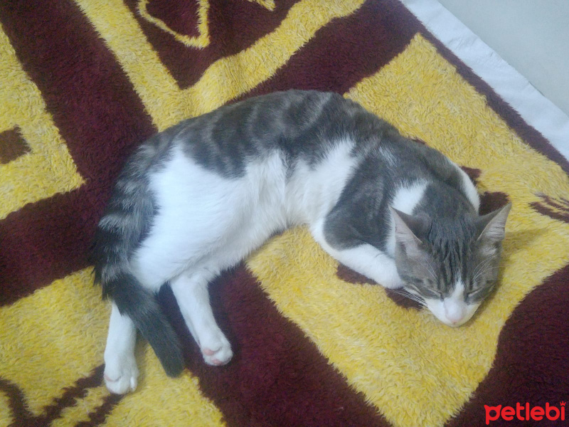 Tekir Kedi, Kedi  boncuk fotoğrafı