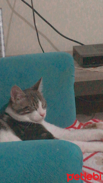 Tekir Kedi, Kedi  boncuk fotoğrafı