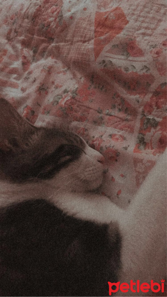 Tekir Kedi, Kedi  boncuk fotoğrafı