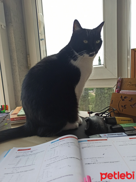 Tuxedo (Smokin) Kedi, Kedi  Elmas Pati fotoğrafı