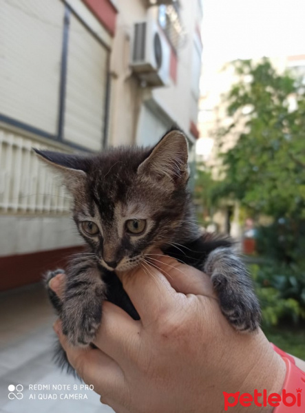 Soke, Kedi  İPEK fotoğrafı