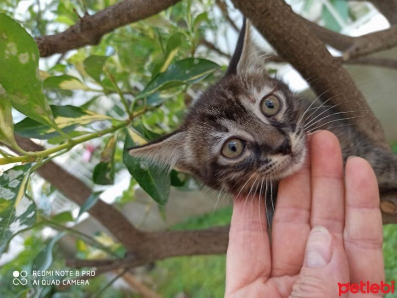 Soke, Kedi  İPEK fotoğrafı