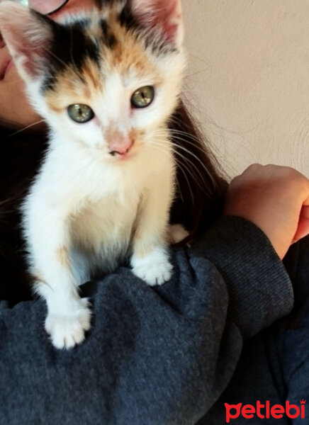 Tekir Kedi, Kedi  Salep fotoğrafı