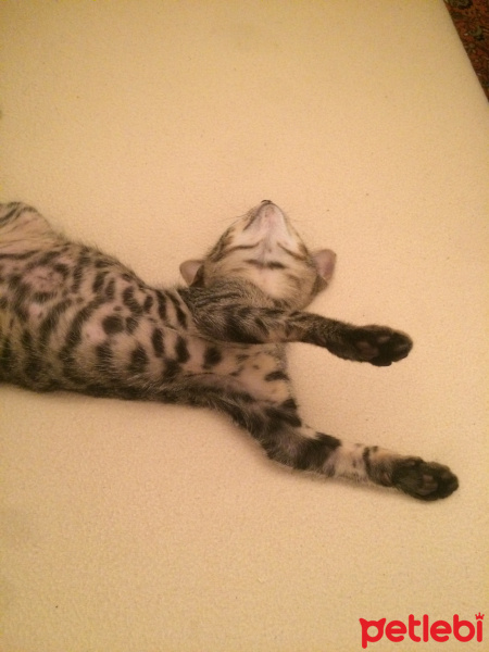 Tekir Kedi, Kedi  Paşa fotoğrafı