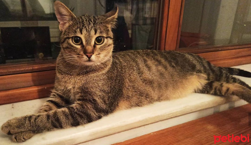 Tekir Kedi, Kedi  Çita Çörek fotoğrafı