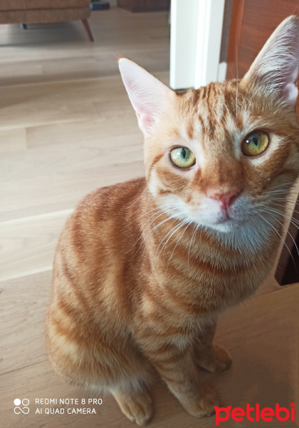 Tekir Kedi, Kedi  Çita Çörek fotoğrafı