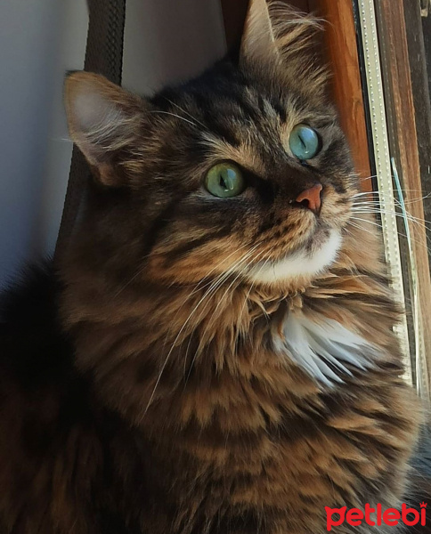 Tekir Kedi, Kedi  Elsa fotoğrafı