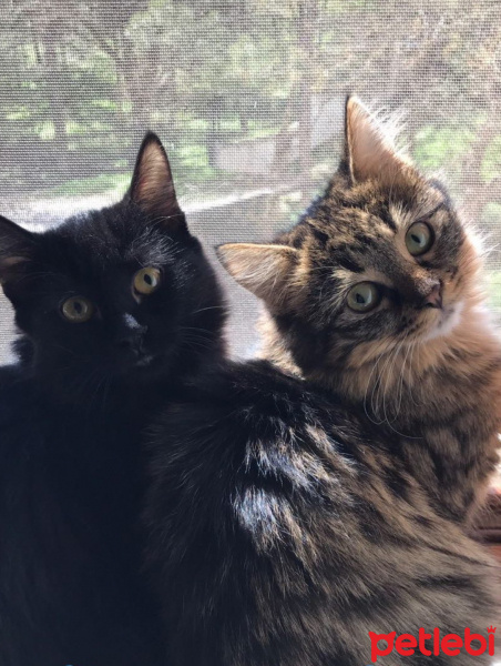 Tekir Kedi, Kedi  Elsa fotoğrafı