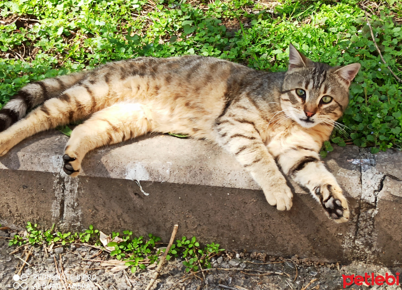 Tekir Kedi, Kedi  Elsa fotoğrafı
