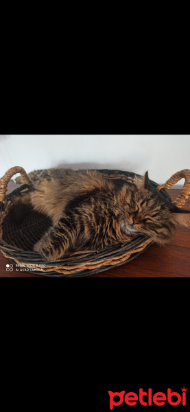 Tekir Kedi, Kedi  Elsa fotoğrafı