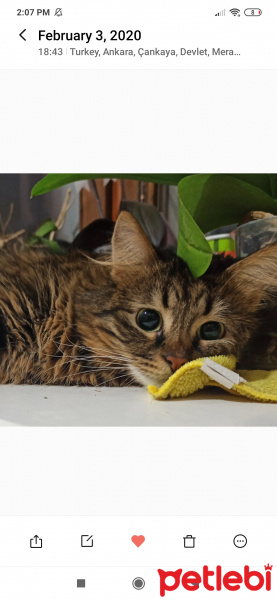 Tekir Kedi, Kedi  Elsa fotoğrafı