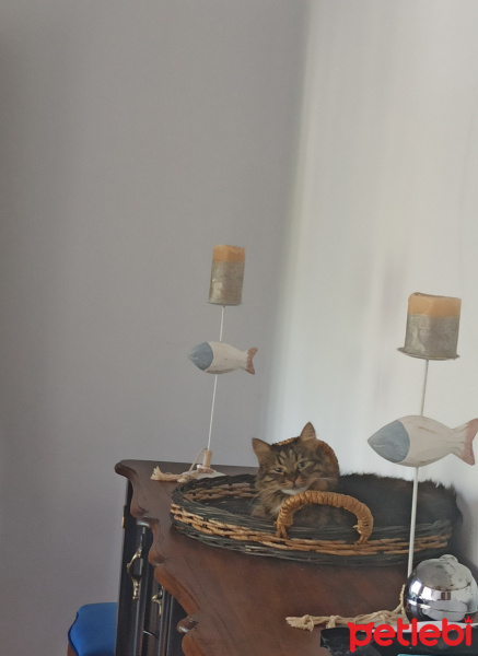 Tekir Kedi, Kedi  Elsa fotoğrafı