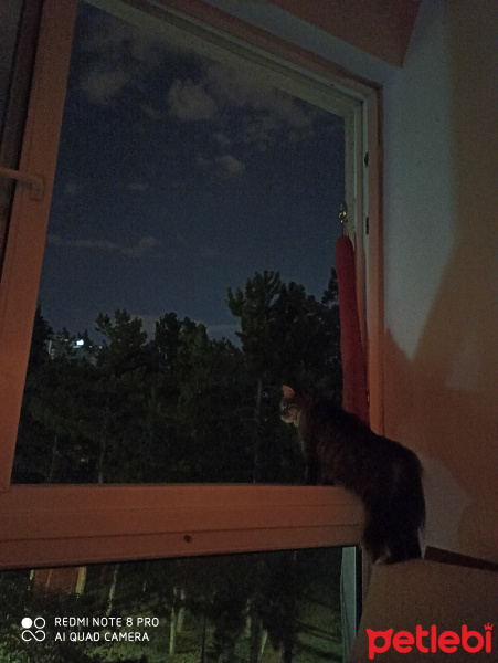 Tekir Kedi, Kedi  Elsa fotoğrafı