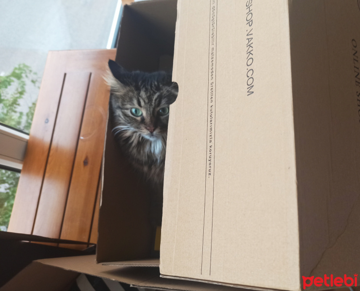 Tekir Kedi, Kedi  Elsa fotoğrafı