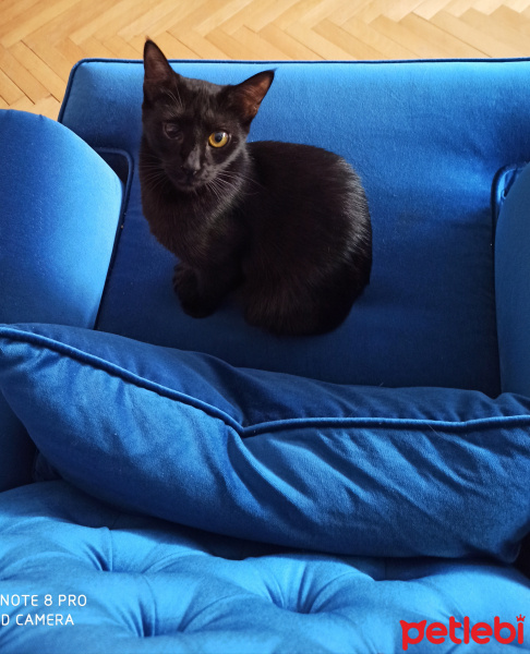 Bombay, Kedi  Zeytin fotoğrafı