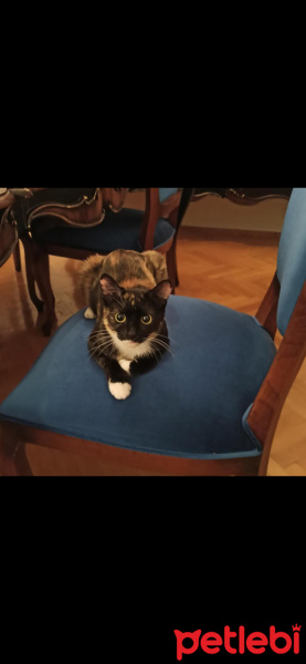 Tekir Kedi, Kedi  Lila fotoğrafı