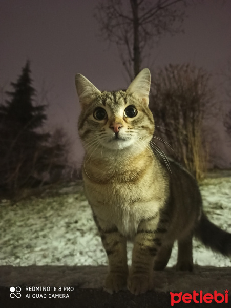 Tekir Kedi, Kedi  Lila fotoğrafı