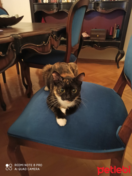 Tekir Kedi, Kedi  Lila fotoğrafı