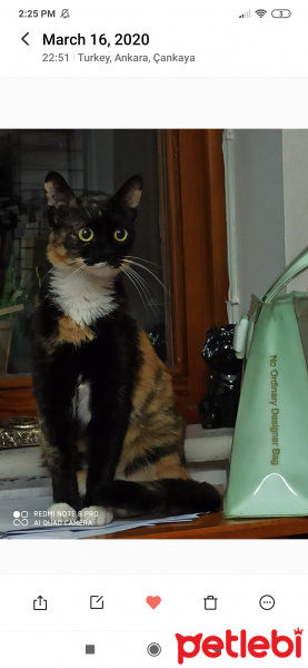 Tekir Kedi, Kedi  Lila fotoğrafı
