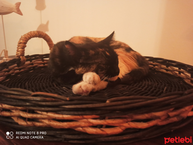 Tekir Kedi, Kedi  Lila fotoğrafı