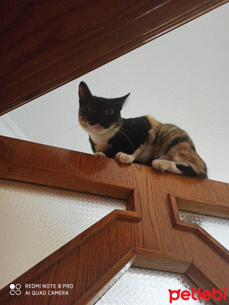 Tekir Kedi, Kedi  Lila fotoğrafı