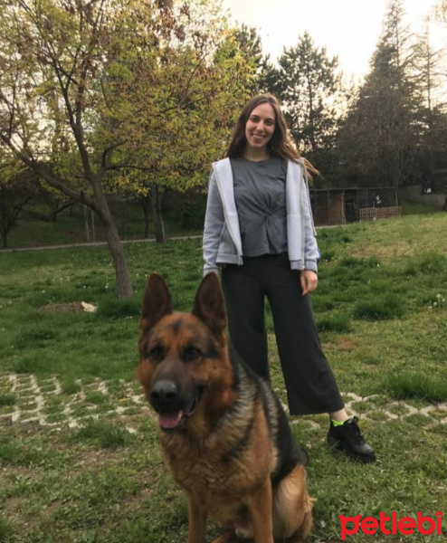 Alman Çoban Köpeği, Köpek  Cesur fotoğrafı