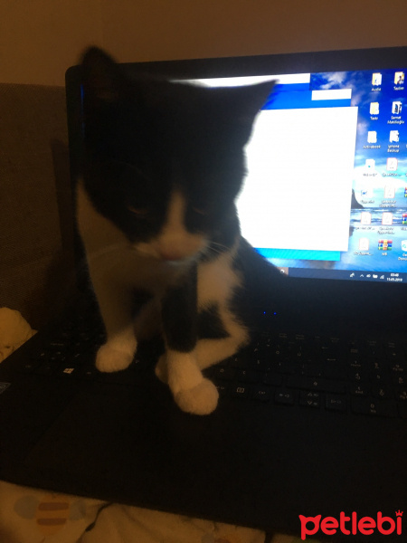 Tuxedo (Smokin) Kedi, Kedi  Sipsiga fotoğrafı